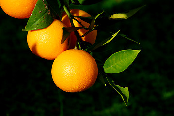 Image showing oranges