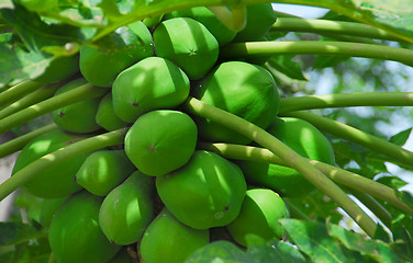 Image showing papaya