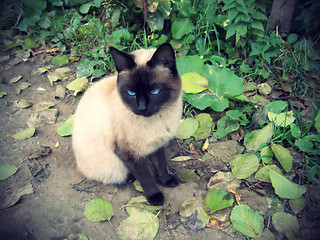 Image showing Siamese cat 