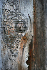 Image showing old wood texture