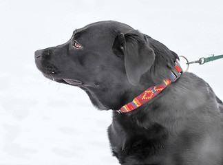 Image showing Labrador