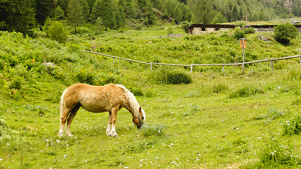 Image showing Brown horse in a pasture