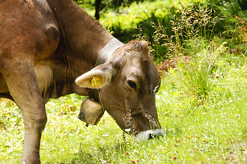 Image showing Cow in a pasture