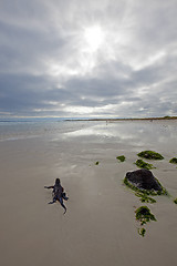 Image showing Galapagos marine Iguana