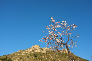 Image showing Almond tree