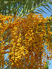 Image showing fruit of palm