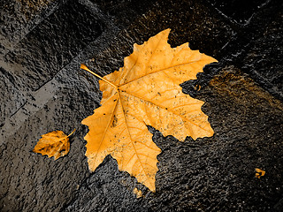 Image showing fall bright wet leaf