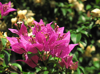 Image showing bougainvillea flowers