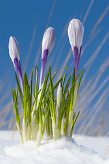 Image showing Crocus vernus 