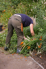 Image showing Gardener At Work 01