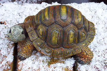 Image showing tortoise