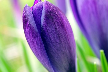 Image showing spring crocus flowers