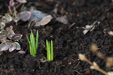 Image showing first spring signs