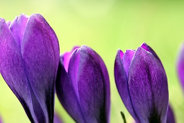 Image showing spring crocus flowers