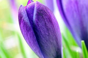 Image showing spring crocus flowers