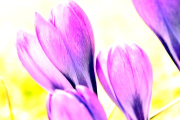 Image showing spring crocus flowers