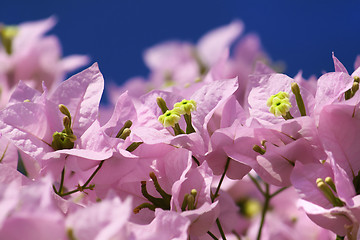 Image showing bougainvillea flowers