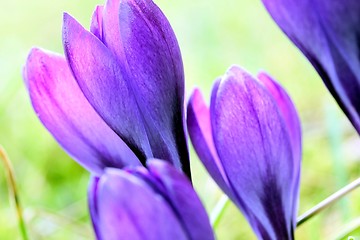 Image showing spring crocus flowers