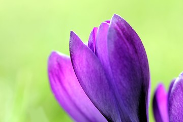 Image showing spring crocus flowers