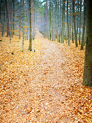 Image showing autumn forest