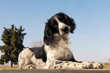 Image showing springer spaniel