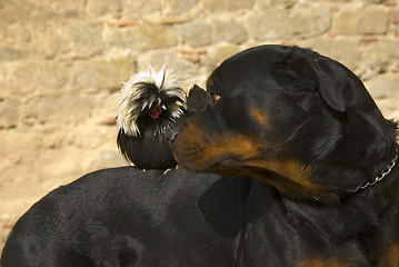 Image showing rottweiler and miniature rooster