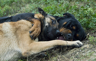 Image showing playing dogs