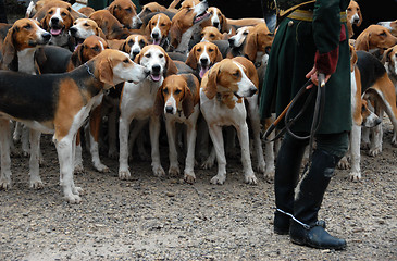 Image showing fox hunting