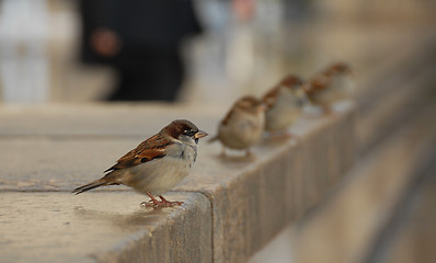 Image showing sparrow