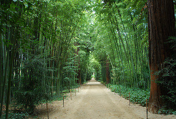 Image showing bamboo forest