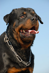 Image showing rottweiler