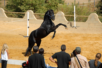 Image showing rearing horse