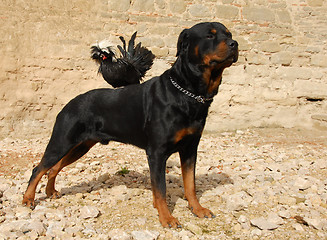 Image showing rottweiler and miniature rooster