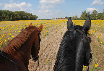 Image showing horseback riding in the sunflowers