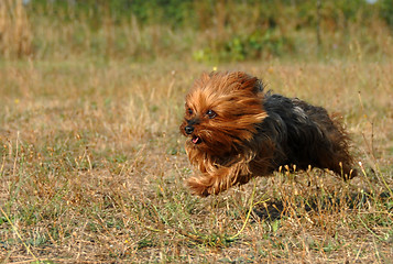 Image showing running yorkshire terrier