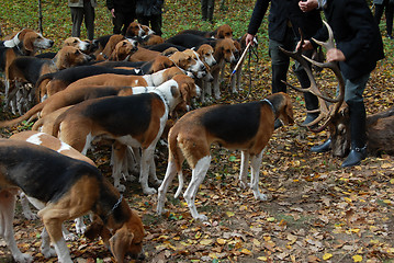 Image showing fox hunting