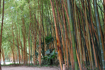 Image showing Bamboo forest