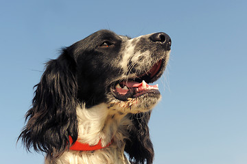 Image showing springer spaniel