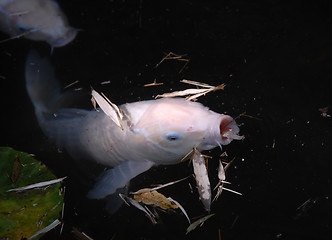 Image showing Koi carp