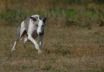 Image showing running whippet