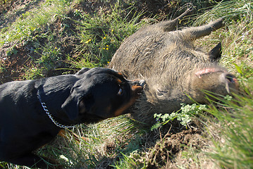 Image showing dead boar and dog