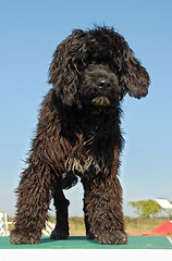 Image showing puppy portuguese water dog