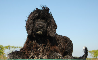 Image showing puppy portuguese water dog