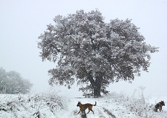 Image showing tree in winter