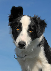 Image showing puppy border collie