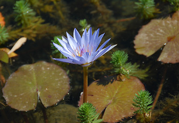 Image showing lotus, close up