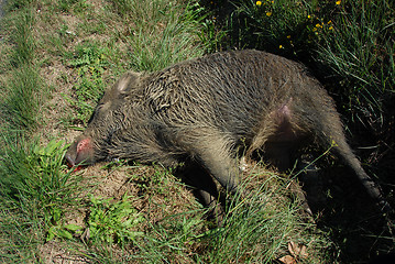 Image showing dead boar