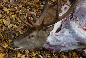 Image showing roe deer dead