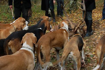 Image showing fox hunting