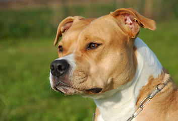 Image showing American staffordshire terrier